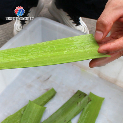 1500KG/H Commercial bulk aloe Vera peeling machine Aloe processing peeling machine