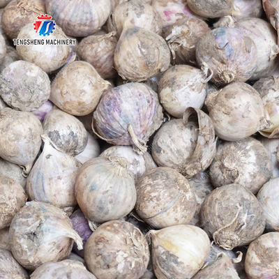 Garlic splitting machine minced garlic processing production Line